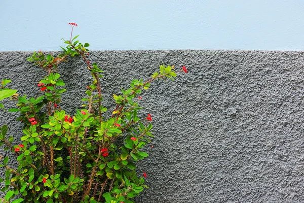 Architektonisches detail in san sebastian de la gomera — Stockfoto