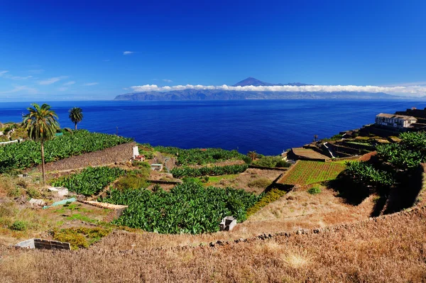 Plantacji bananów w mieście Agulo, La Gomera — Zdjęcie stockowe