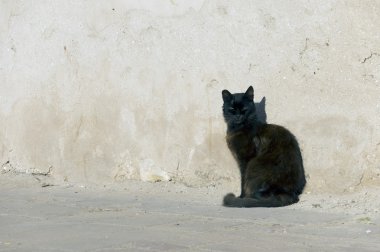 Sokakta Balck yolunu yitirmek kedi