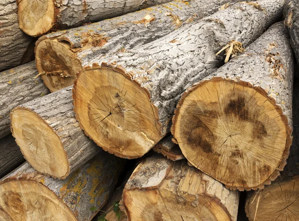Cut tree logs piled up