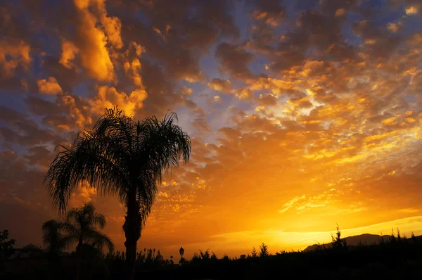Beautiful sunset with palms — Stock Photo, Image