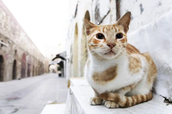 Bezpański kot na ulicy — Zdjęcie stockowe