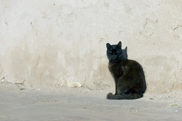 Balck zabłąkać się kot na ulicy — Zdjęcie stockowe