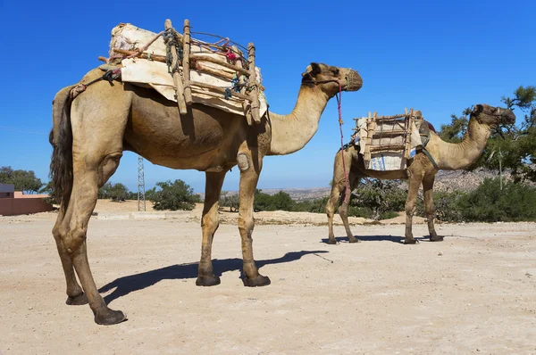 Camelos no deserto marroquino — Fotografia de Stock