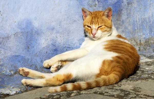 Lat katt i Chefchaouen — Stockfoto