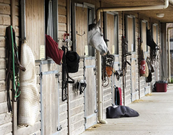 Cavalo na porta do estábulo — Fotografia de Stock
