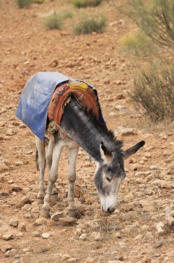 Sahara Çölü'nde eşek