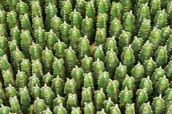 Moroccan mound Cactus plant — Stock Photo, Image