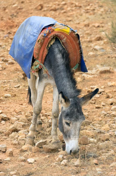 Sahara Çölü'nde eşek — Stok fotoğraf