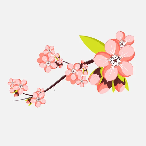 Almond or apricot branch in blossom isolated on white background — Stock Vector