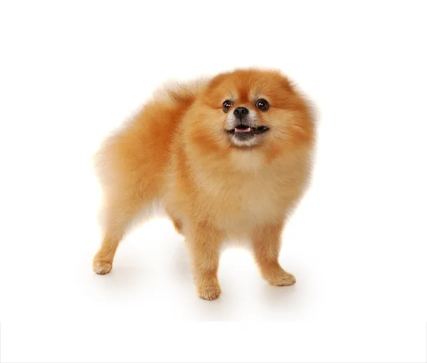 Fluffiga röda Pomeranian hund — Stockfoto