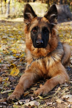 Alman çoban köpek Junior köpek yedi aylık sonbahar ormanda yalan