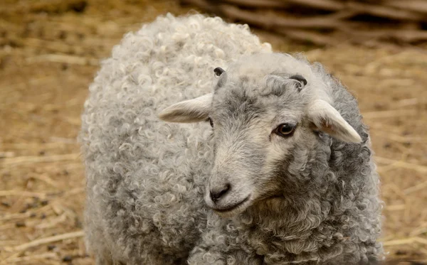 Cute little grey lamb — Stock Photo, Image