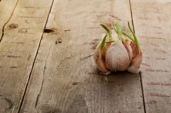 Germinado ajo mentira sobre un fondo de madera — Foto de Stock