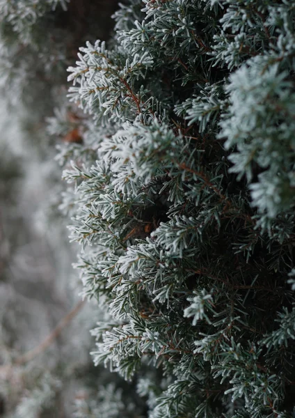 Noel, kış arka plan ayaz Mazı ağaç ile. Makro çekim — Stok fotoğraf
