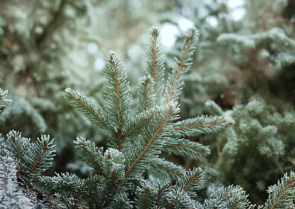 Kerstmis, winter achtergrond met frosty thuja boom. Macro schot — Stockfoto