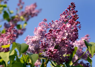 Lila çiçek mavi gökyüzünün altında. Bahar çiçekleri arka plan