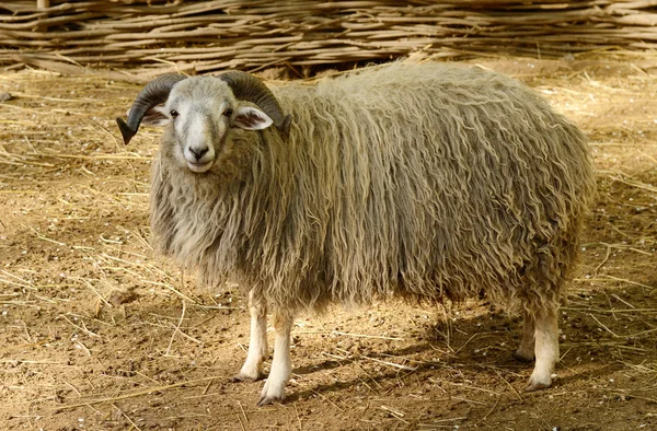 Stora behornade fåren i Hagen — Stockfoto