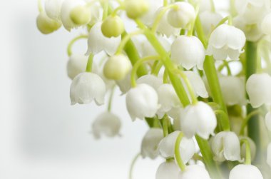 Lily vadi yakın çekim fotoğraf. Bahar çiçek arka plan