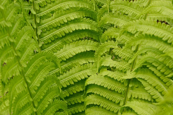 Beautiful fresh green fern leaves close-up. Spring floral background — Stock Photo, Image