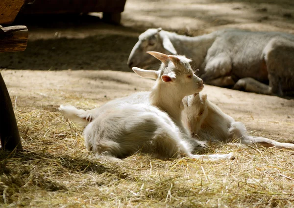 Cute young goat lying in the paddock — Stock Photo, Image