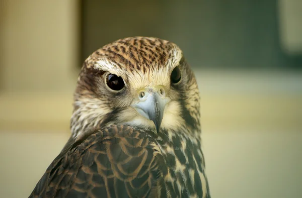 Raróg. Falco cherrug. Dzikich zwierząt w zoo. — Zdjęcie stockowe