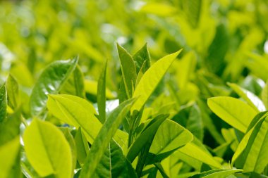 taze defne yaprağı üzerinde parlak Bahar güneşi altında bir çalı