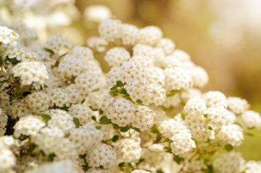 Beyaz bahar çiçekleri arka plan ile alanlara cantoniensis. Çiçek açan bush