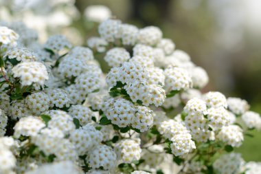 Beyaz bahar çiçekleri arka plan ile alanlara cantoniensis. Çiçek açan bush