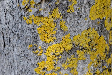 Ağaç kabuğu üzerinde epifitik liken. Xanthoria parietina