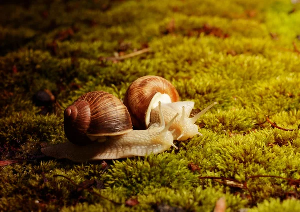 부르고뉴 달팽이, 나선 pomatia, 밝은 autmn 태양 아래 이끼에 — 스톡 사진