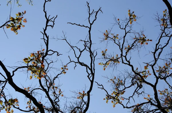 Acácia árvore ramos silhuetas com novas folhas de primavera. Backgrouns abstratos naturais — Fotografia de Stock