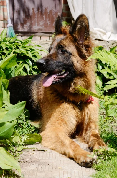 Joven perro pastor alemán acostado en el jardín al aire libre — Foto de Stock