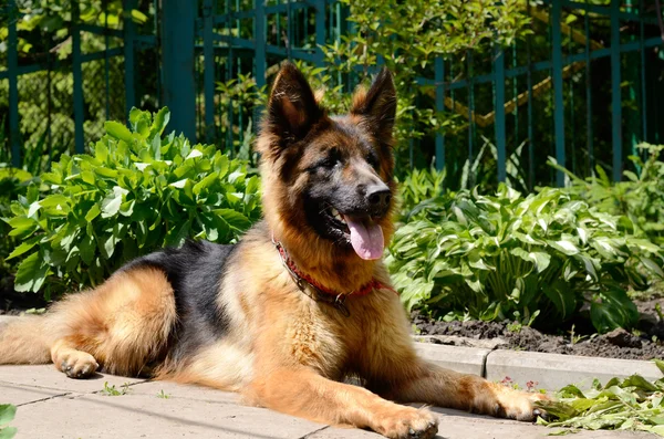 Jeune berger allemand couché dans le jardin en plein air — Photo