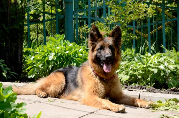 Jeune berger allemand couché dans le jardin en plein air — Photo