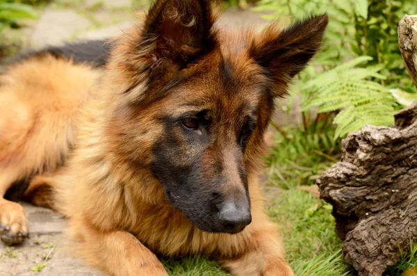 Giovane cane pastore tedesco sdraiato in giardino all'aperto — Foto Stock