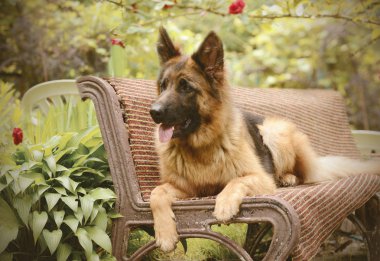 Genç tüylü köpek doğurmak Alman Açık Bahçe yalan çoban.