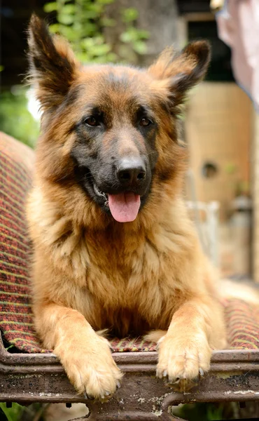 年轻蓬松的狗品种德国牧羊犬躺在室外的花园里. — 图库照片