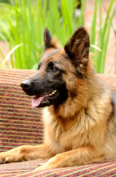 Young Fluffy Dog Breed German Shepherd lying in the garden outdoor. — Stock Photo, Image