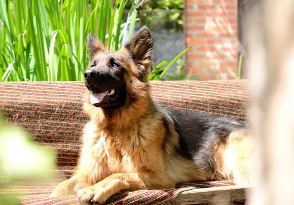 Jeune chien moelleux Race berger allemand couché dans le jardin en plein air . — Photo