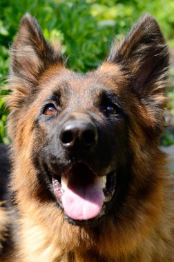 Yakın çekim portre, genç tüylü köpek doğurmak Alman Açık Bahçe yalan çoban.