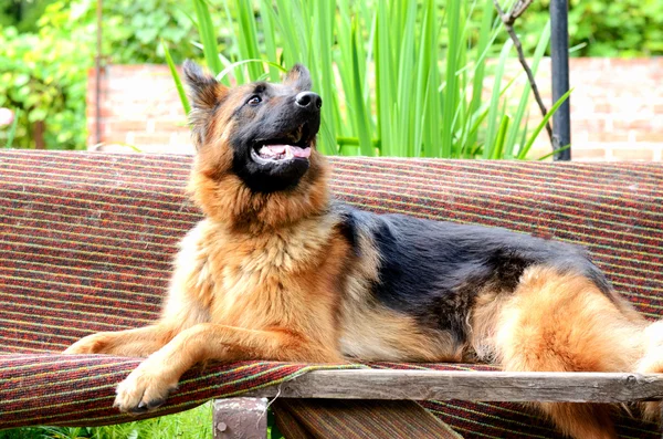 Jeune chien moelleux Race berger allemand couché dans le jardin en plein air . — Photo