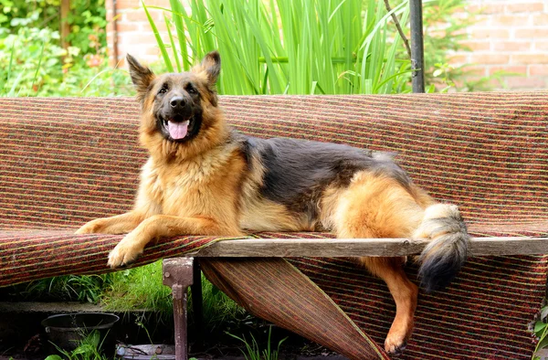 Jeune chien moelleux Race berger allemand couché dans le jardin en plein air . — Photo