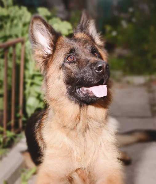 Nahaufnahme Porträt der jungen flauschigen Hunderasse Deutscher Schäferhund liegt im Garten im Freien. — Stockfoto