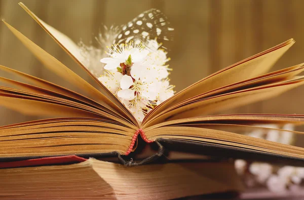 Fundo romântico vintage com livro velho, flor de damasco e pouca pena — Fotografia de Stock