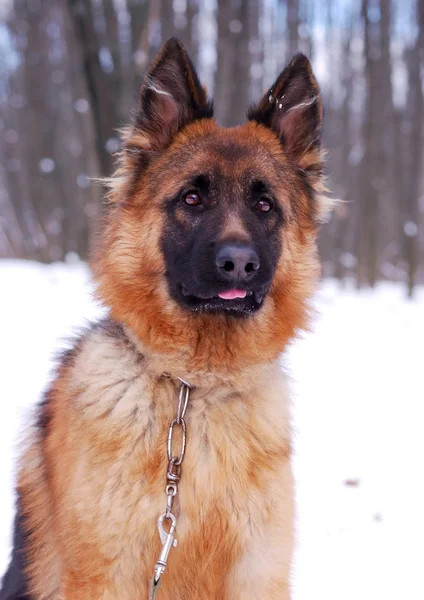 Retrato de hermoso perro pastor alemán esponjoso Junior cachorro en un campo cubierto de nieve de invierno. nueve meses de edad —  Fotos de Stock