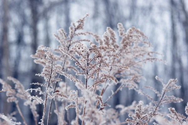 Planta congelada em frente à floresta. Christmass fundo de inverno — Fotografia de Stock