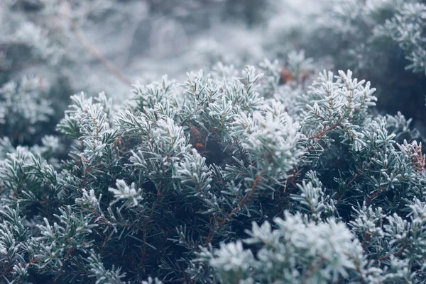 Natale, sfondo invernale con albero di thuja gelido. Macro sparato — Foto Stock