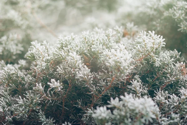 크리스마스, 겨울 배경 서리가 thuja 나무입니다. 매크로 촬영 — 스톡 사진