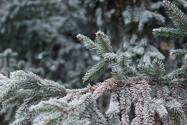 Natal, fundo de inverno com pinheiros gelados. Fundo sazonal para cartão de saudação ou design de cartaz — Fotografia de Stock